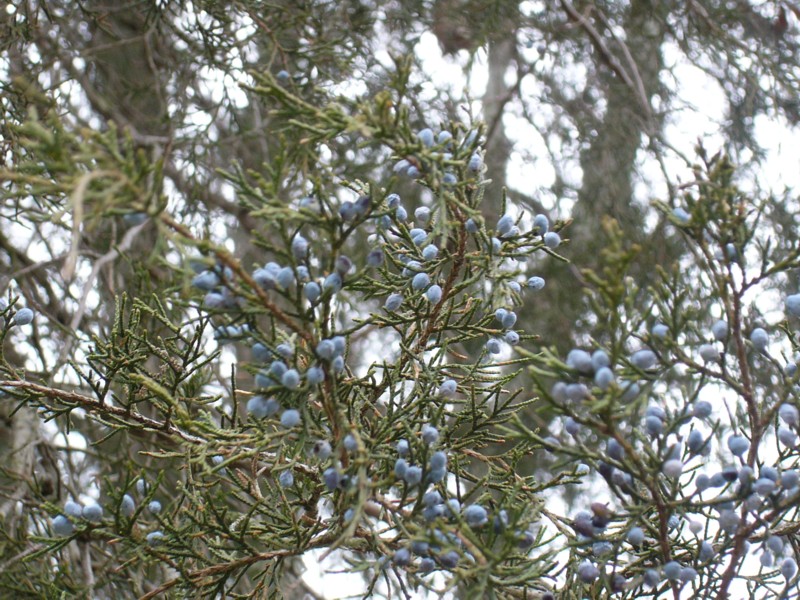Juniper Berries.JPG
